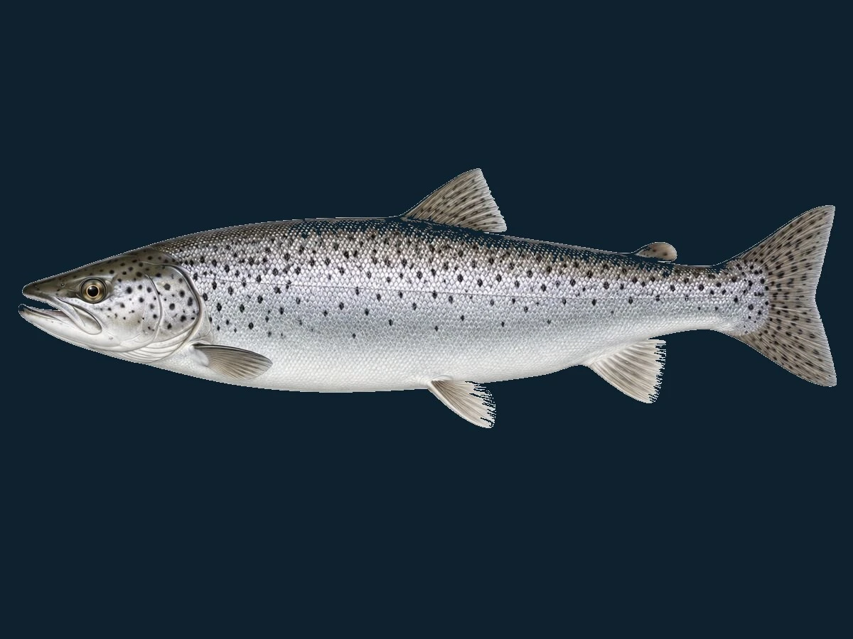 Havørred